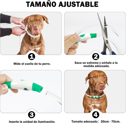 Collar Luminoso Recargable